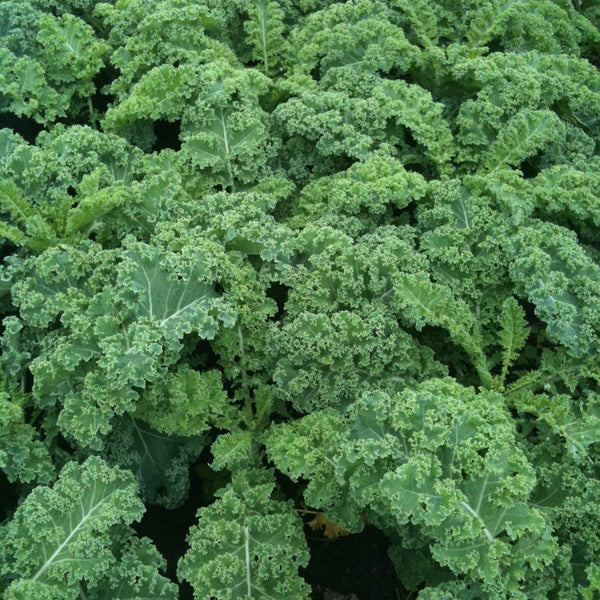Un gros plan de plantes Tourne-Sol 5 x Kale Vates, compactes et vibrantes avec des feuilles de chou frisé vert, dans un jardin.