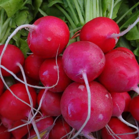Un bouquet de radis frais aux racines vibrantes de Radis Raxe Format Vrac et aux feuilles vertes, mettant en valeur leurs couleurs vives et leurs textures fraîches et croquantes de Tourne-Sol.