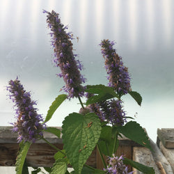 Une plante Tourne-Sol Agastache aux fleurs violettes se trouve devant une fenêtre.