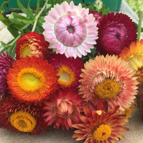 Un bouquet de Mélange Immortelles colorées Tourne-Sol.