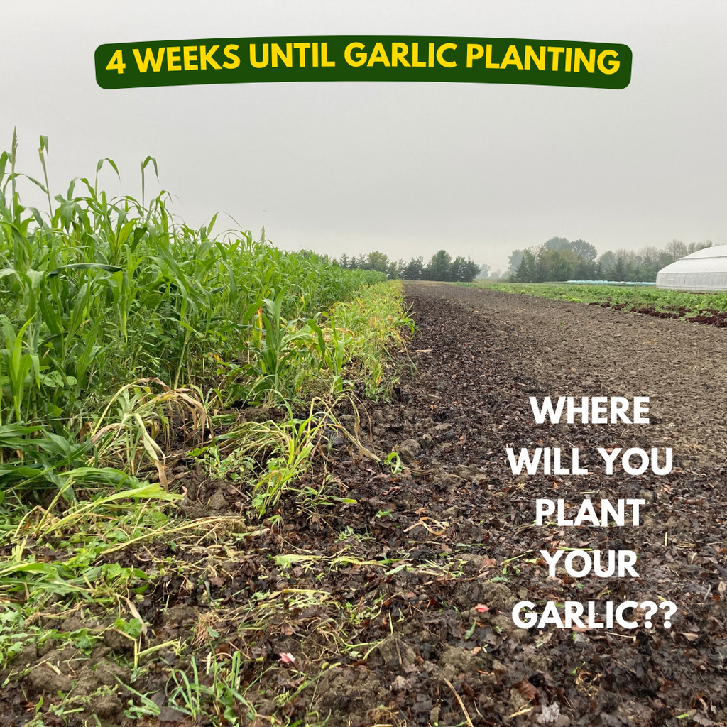 4 weeks until garlic planting time - Where will you plant your garlic?