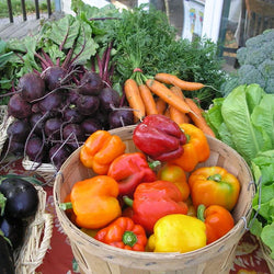 Semences de légumes biologiques
