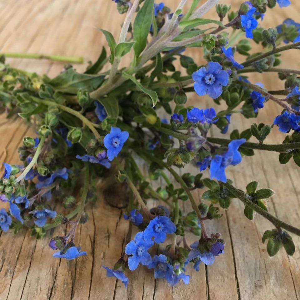 Une collection de petites fleurs de myosotis bleu de Chine Cynoglossum aux feuilles vertes de Tourne-Sol est disposée sur une surface en bois rustique. Les pétales délicats et les couleurs douces créent une scène naturelle et sereine qui invite les pollinisateurs à danser au milieu de la tranquillité.