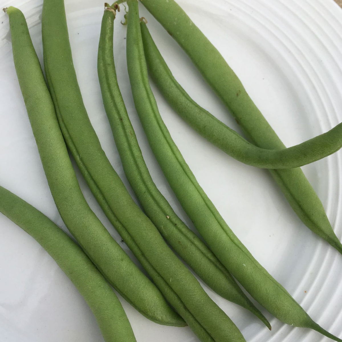 Les « Haricots Nain Vert Provider - semences bio » de Tourne-Sol sont élégamment disposés sur une assiette blanche. Leur aspect longiligne, lisse et vert vif témoigne de leur fraîcheur exceptionnelle. La simplicité de l&#39;assiette unie accentue l&#39;attrait naturel de ces haricots verts exquis.