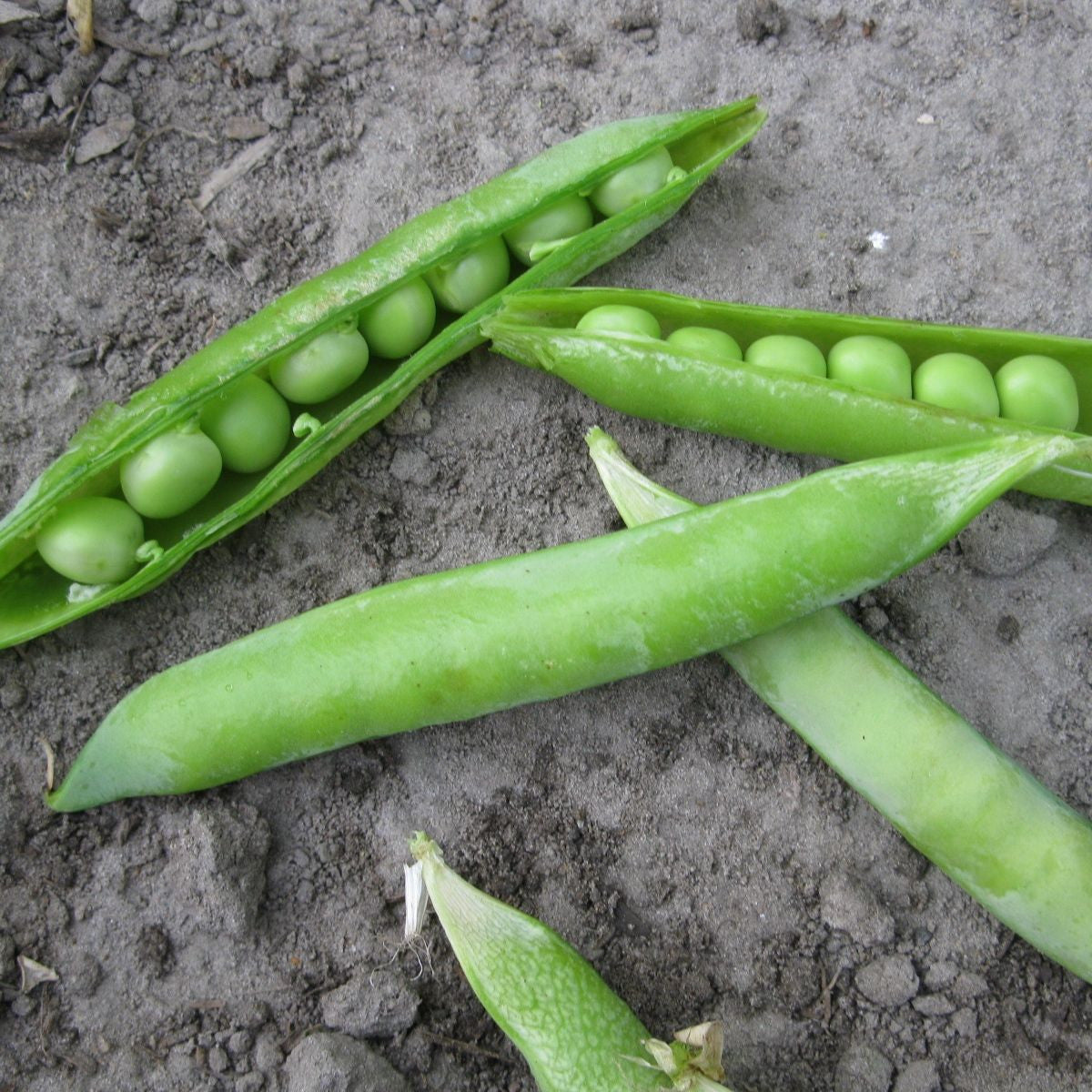 Les gousses de petits pois verts frais de la gamme « Pois à Écosser - semences bio » de Tourne-Sol sont ouvertes sur le sol, révélant à l'intérieur des petits pois ronds. Certaines gousses uniformes entières ne sont pas pelées, mettant en valeur leur aspect lisse et vert vif. Le fond terreux met en valeur la couleur vibrante de ces pois verts.