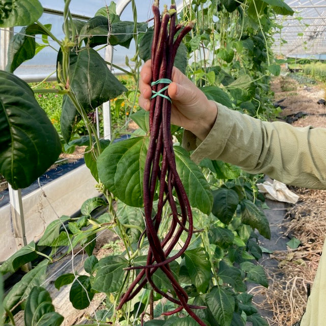 Une personne tient dans une serre un bouquet de haricots Dolique Asperge Red Noodle de Tourne-Sol. Ces semences biologiques sont fixées avec un élastique, encadrées par des feuilles et des vignes vertes luxuriantes.