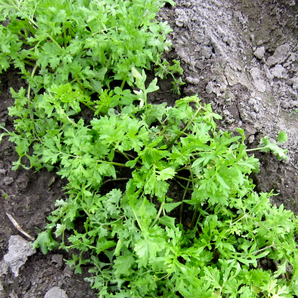 Une vue détaillée révèle la croissance verte et dynamique du Cresson Alénnois - semences bio de Tourne-Sol, qui s&#39;épanouit dans un sol riche et humide. Les feuilles finement dentelées sont denses, soulignant leur santé robuste. Ce légume à croissance rapide prospère dans une terre fraîchement labourée, reflétant un environnement de jardin bien entretenu.