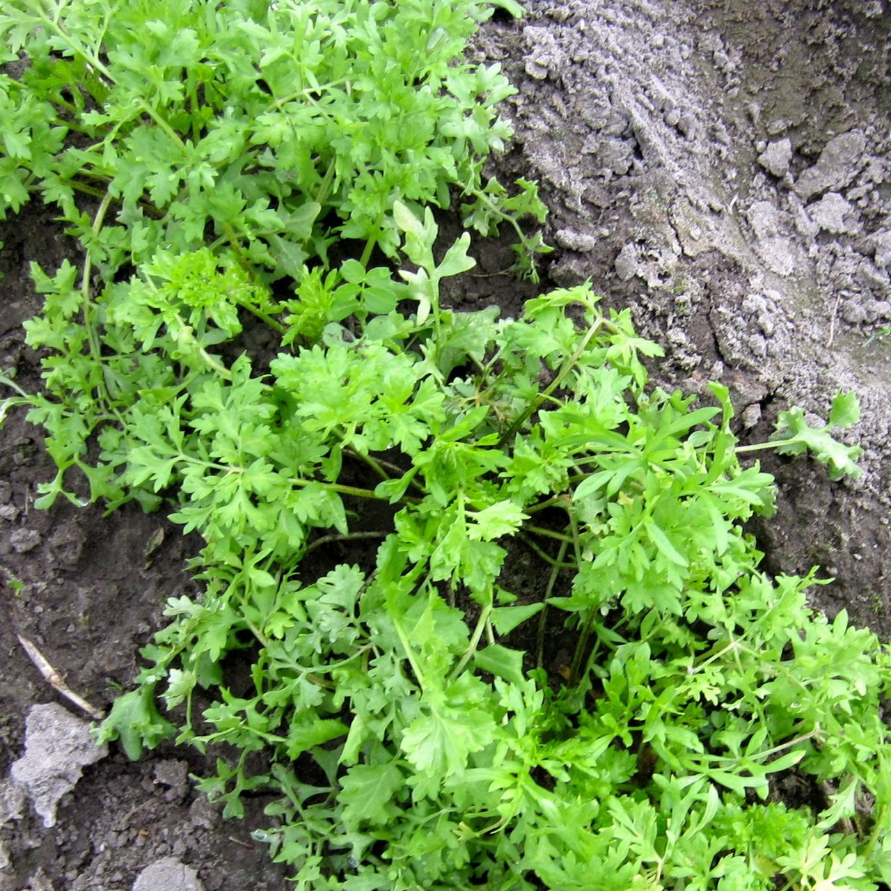 Une vue détaillée révèle la croissance verte et dynamique du Cresson Alénnois - semences bio de Tourne-Sol, qui s'épanouit dans un sol riche et humide. Les feuilles finement dentelées sont denses, soulignant leur santé robuste. Ce légume à croissance rapide prospère dans une terre fraîchement labourée, reflétant un environnement de jardin bien entretenu.