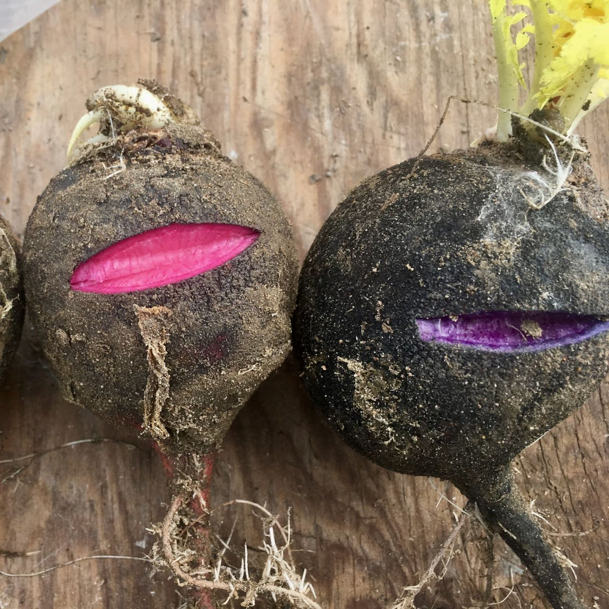 Deux légumes racines recouverts de terre, probablement des Radis d&#39;hiver Écarlate Noir de la marque Tourne-Sol, dont les côtés coupés révèlent des intérieurs rouge vif et violet, reposent sur une surface en bois. Chacun présente de charmantes racines et des tiges vertes, laissant deviner leur identité botanique en tant que Raphanus sativus.