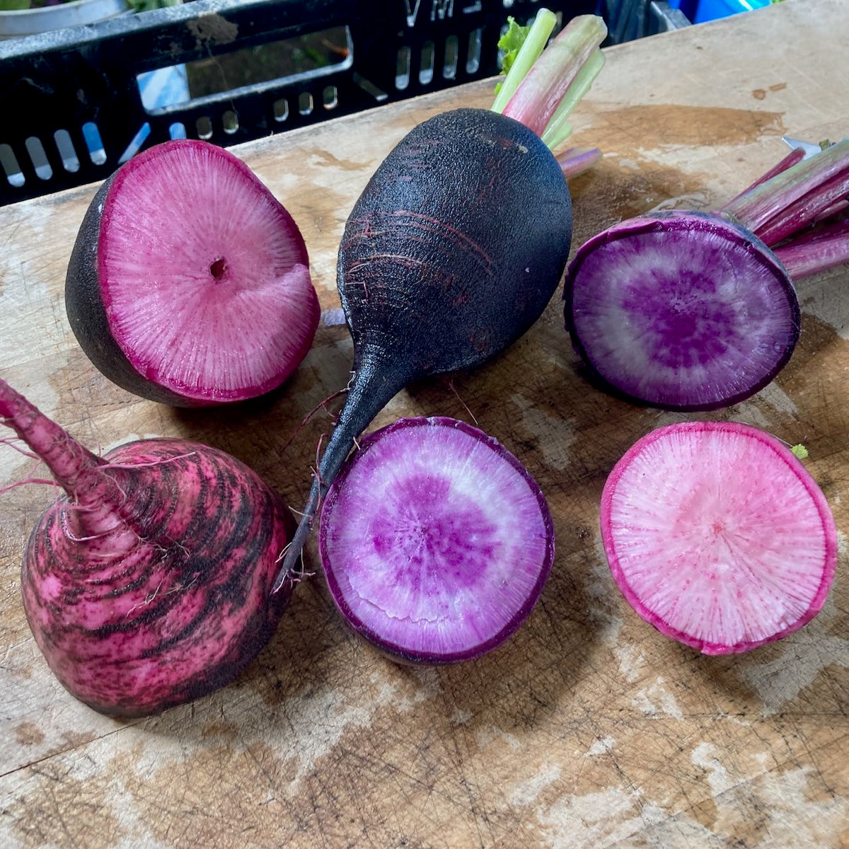 Sur une planche à découper en bois, les tranches de Radis d&#39;hiver Écarlate Noir de Tourne-Sol révèlent des intérieurs roses et violets vibrants, tandis que des Raphanus sativus entiers, à la peau foncée et aux sommets feuillus verts, sont également visibles.