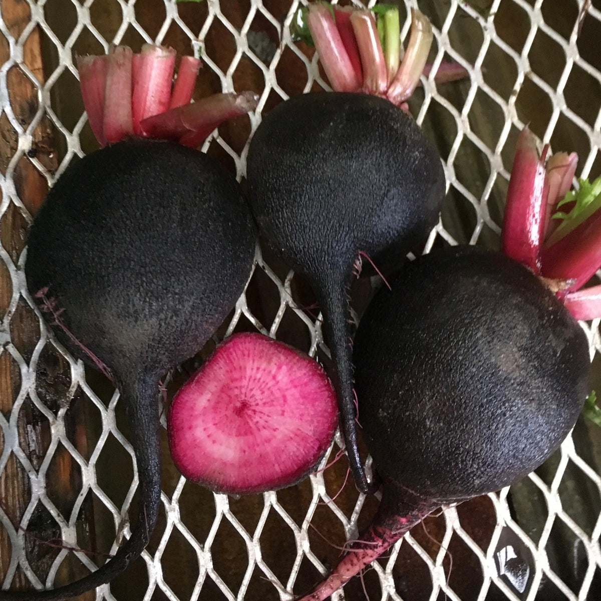 Sur une surface grillagée, trois Radis d&#39;hiver Écarlate Noir aux tiges courtes et rosées sont exposés. L&#39;un d&#39;eux est coupé en deux pour mettre en valeur son intérieur rose vif. Connus scientifiquement sous le nom de Raphanus sativus, ces légumes saisissants mettent en valeur la qualité exceptionnelle des semences biologiques de Tourne-Sol.