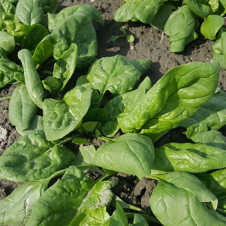 Gros plan sur les plants éclatants d&#39;Épinards Verdil de Tourne-Sol qui s&#39;épanouissent dans un jardin, démontrant leur tolérance au froid. Les feuilles fraîches et le sol riche rehaussent leur texture et leur couleur naturelles, suggérant un environnement luxuriant et productif.