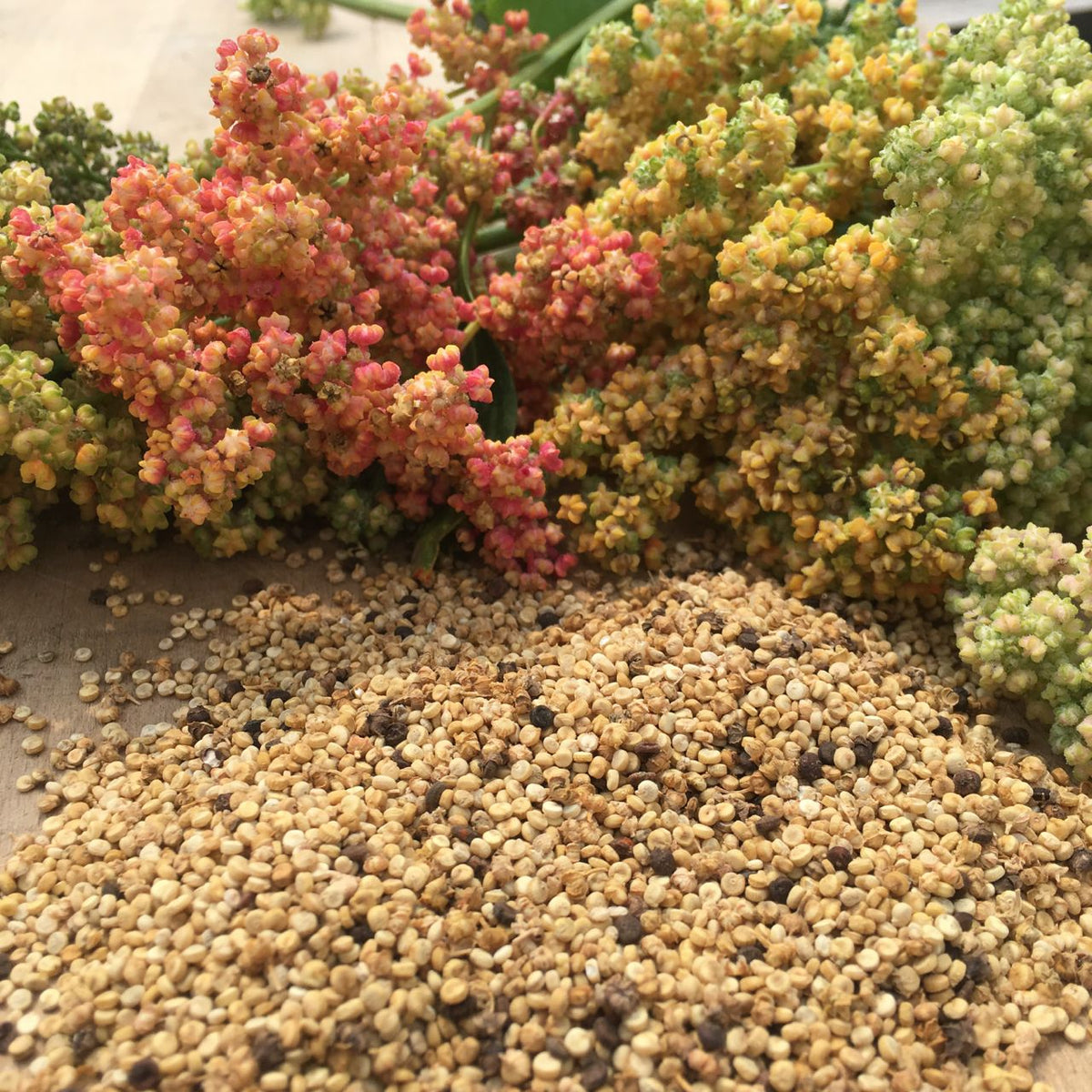 Quinoa Arc-en-Ciel - semences bio de Tourne-Sol sont présentés avec des plants de quinoa et des fleurs vibrantes - vert pâle à rose et jaune - sur une surface en bois, produit sur notre ferme.