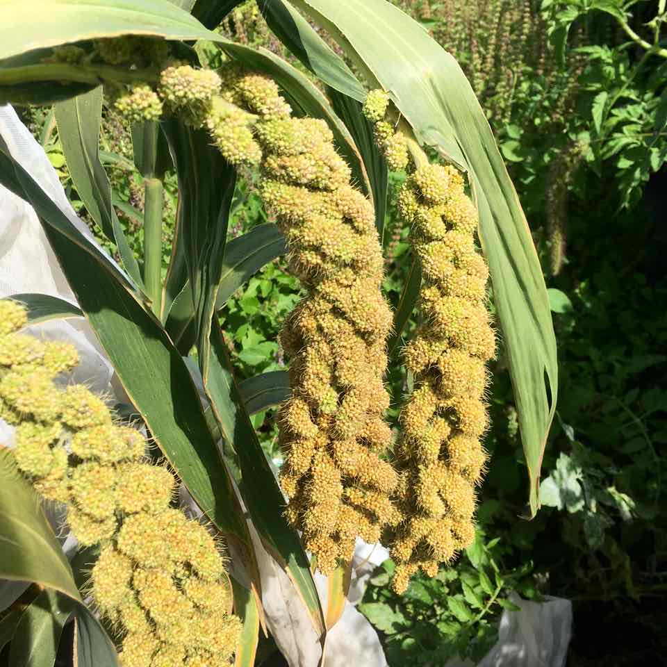 Limelight Millet - organic seeds