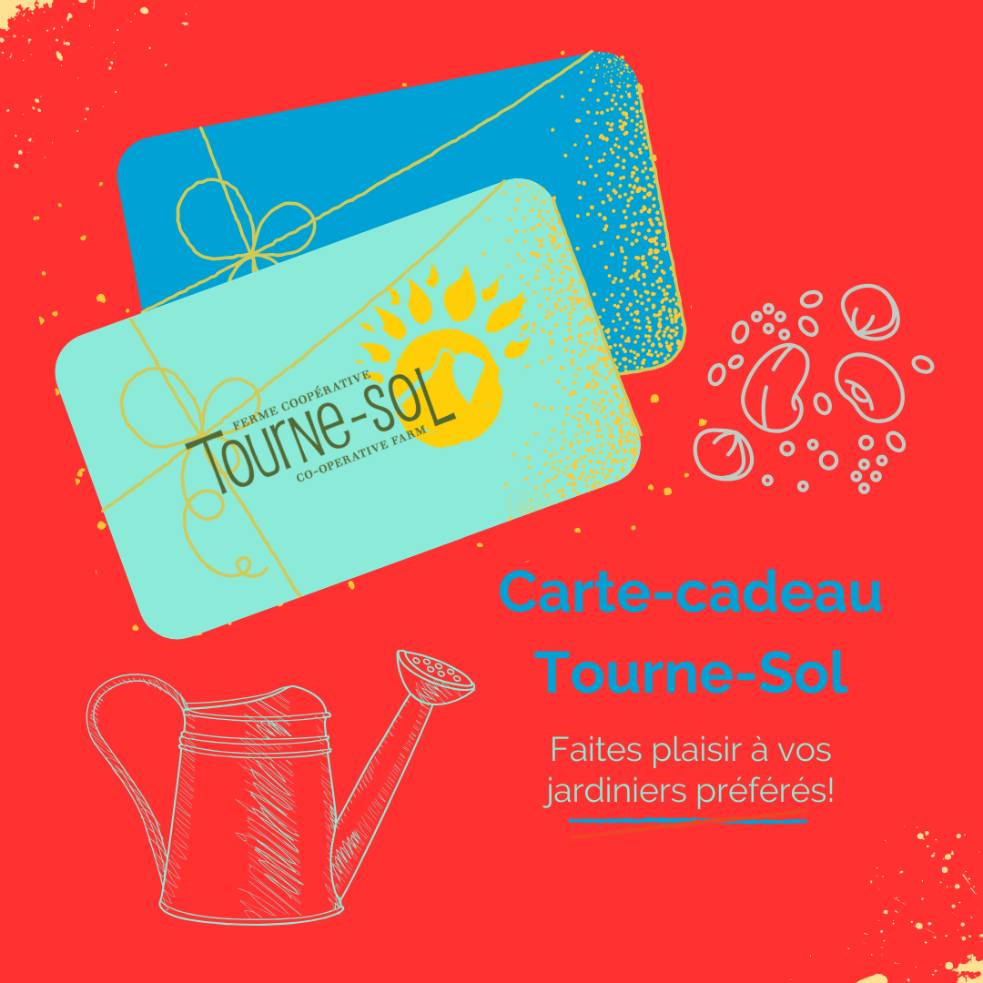 Deux cartes cadeaux avec un motif de soleil et de plante sur fond rouge vif, aux côtés de grains de café et d'une illustration d'un arrosoir. Le texte se lit comme suit : "Carte Cadeau Tourne-Sol. Faites plaisir à vos jardiniers préférés! Profitez du magasinage avec ces cartes uniques.