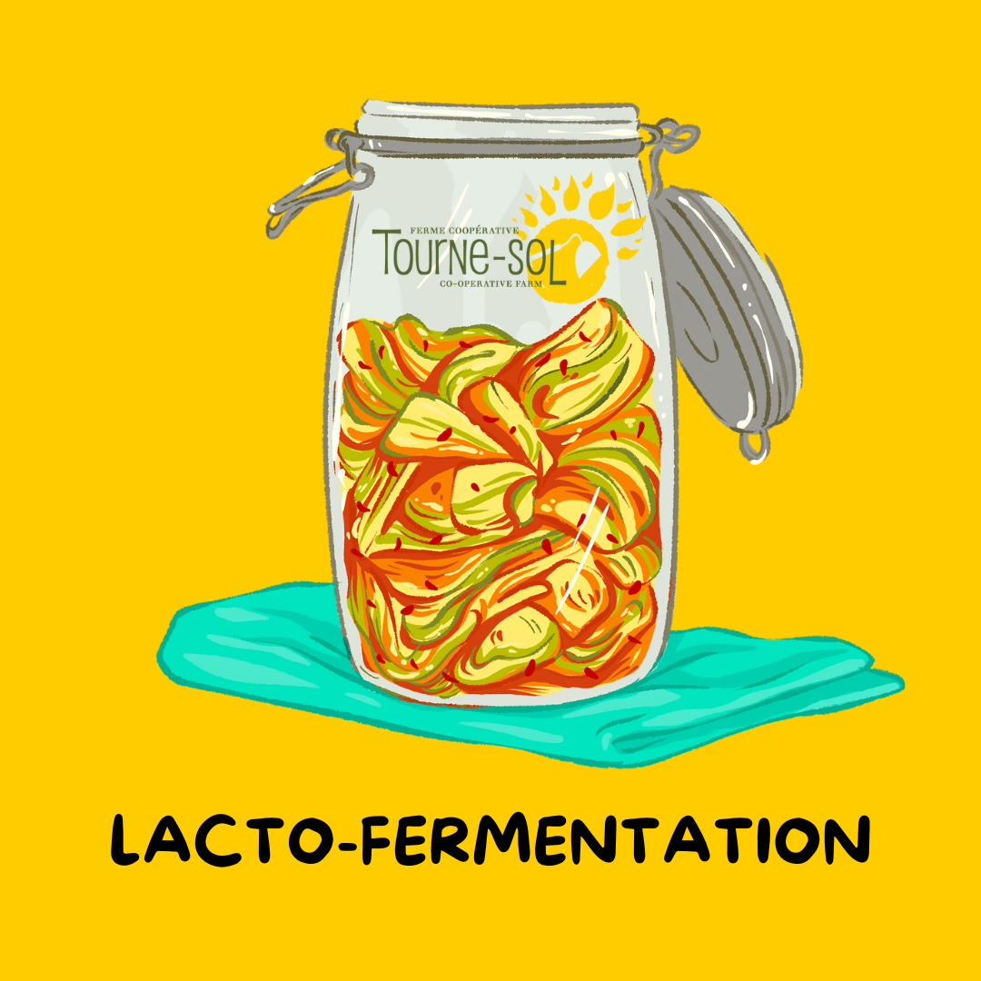 Une image représente un bocal rempli de légumes fermentés posé sur un tissu, orné de l&#39;étiquette « Tourne-Sol ». Le fond jaune vif met en valeur le texte en dessous : « *Collection - Lacto-Fermentation », mettant en avant la conservation artisanale des légumes.