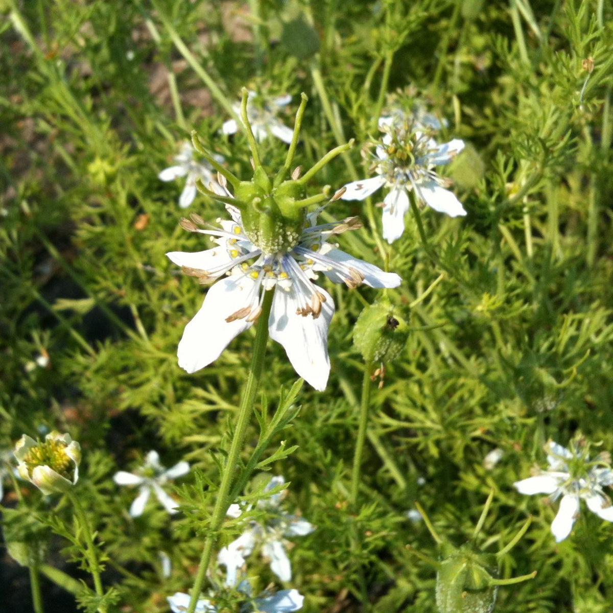 Nigelle Cumin Noir - semences bio