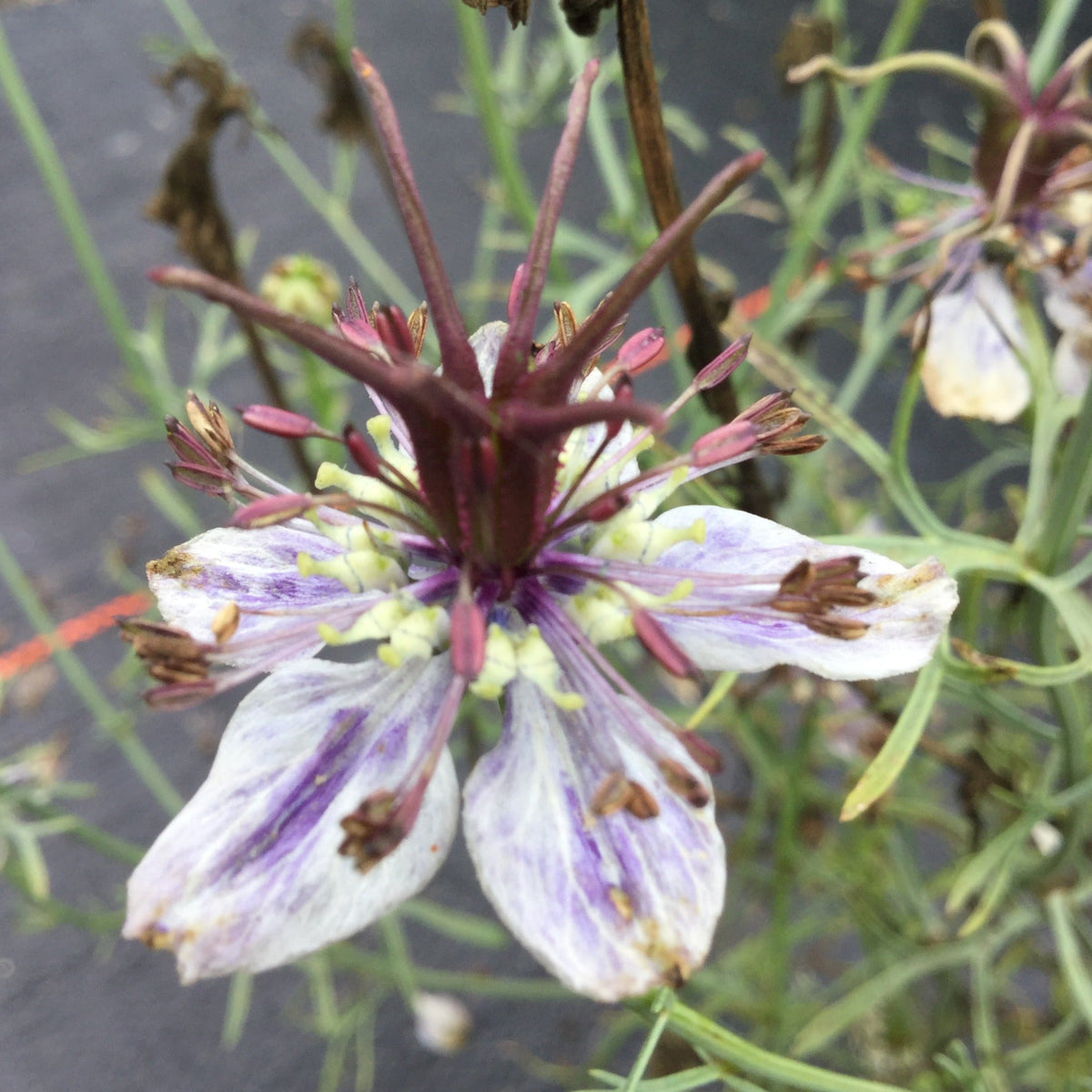 Un gros plan de la fleur Nigelle Bleu Delft de Tourne-Sol met en valeur ses pétales violets et blancs avec un cœur violet foncé. De fines feuilles vertes l&#39;entourent, tandis que l&#39;arrière-plan flou met en valeur les détails complexes, reflétant le charme typique des bouquets.