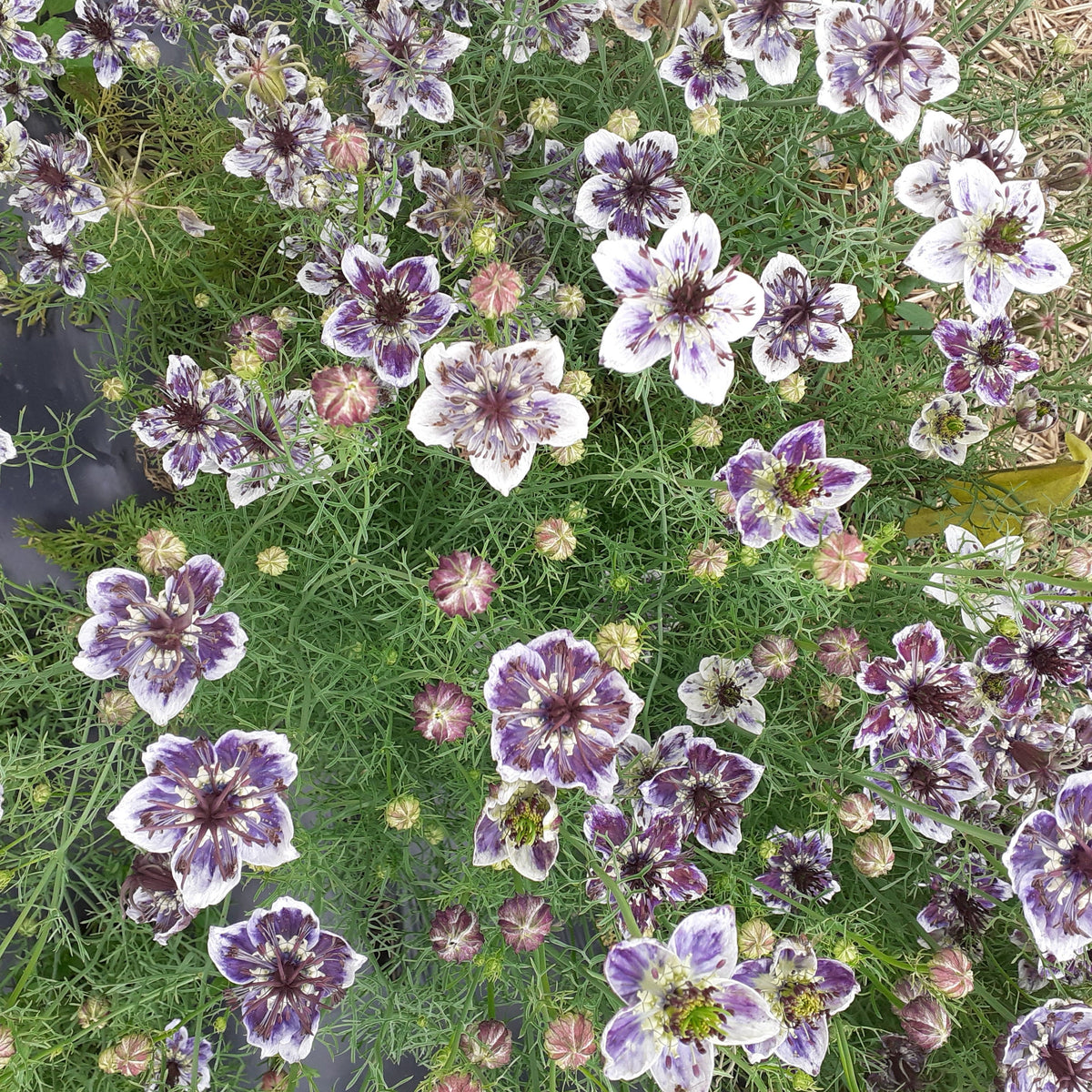 L&#39;image présente la Nigelle Bleu Delft de Tourne-Sol avec ses délicats pétales de dentelle et son feuillage vert plumeux. Les fleurs complexes, dans des tons de violet et de blanc, sont accompagnées de bourgeons non ouverts, formant un bouquet luxuriant.