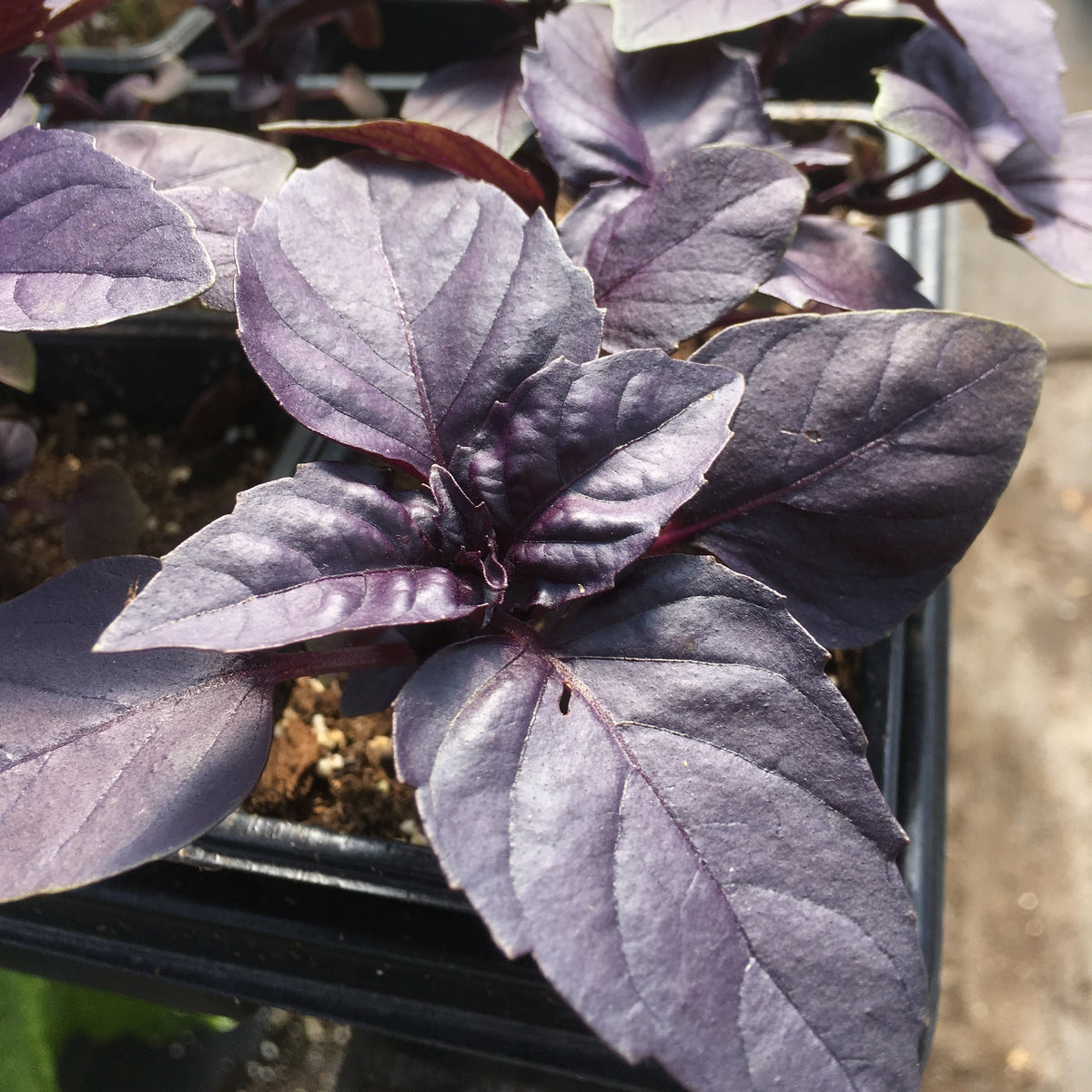 Purple Dark Opal Basil  - organic seeds