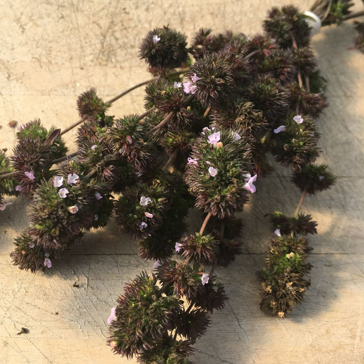 Une botte de Sarriette d’été Ancienne d’Acadie - semences bio de Tourne-Sol, composée de brins de thym vert foncé et bruns avec des grappes de délicates fleurs violettes, repose sur une surface en bois clair. Parfaite pour rehausser les ragoûts, la lumière du soleil met en valeur ses textures et ses couleurs.