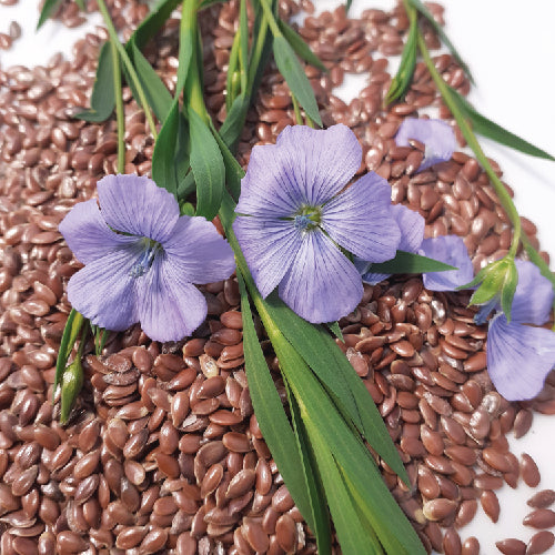 Gros plan de fleurs de lin violettes aux tiges vertes posées sur un lit de Lin - semences bio de Tourne-Sol. Le fond blanc contrastant met en valeur les couleurs des fleurs et des graines, rappelant les délicates fleurs bleues.