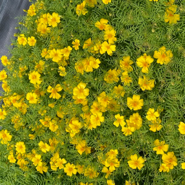 La Tagète Citron Lemon Gem de Tourne-Sol présente une touffe dense de fleurs jaune vif aux petits pétales délicats. Les fleurs sont entourées d'un feuillage vert luxuriant, créant un spectacle uniformément réparti et vibrant.