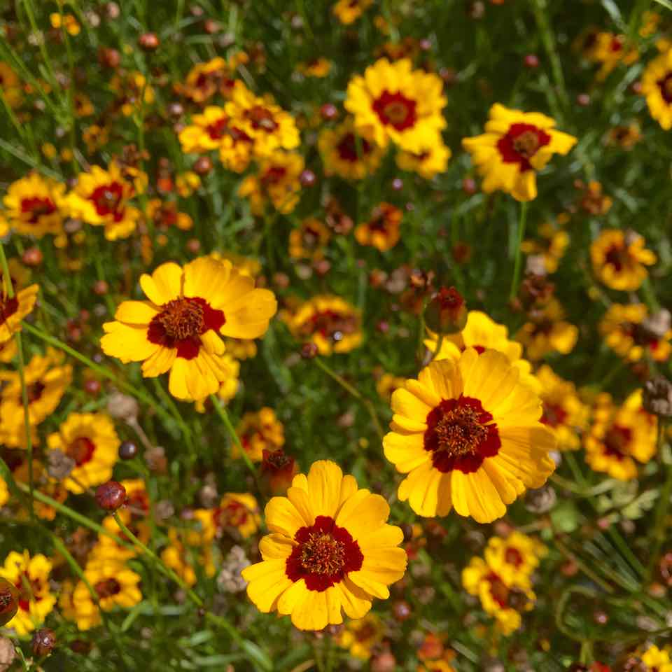 Le Coreopsis Hohe de Tourne-Sol, avec ses fleurs jaune vif et ses coeurs rouge foncé, fleurit au milieu d&#39;un feuillage vert luxuriant. Ces graines bio atteignent une hauteur de 75 cm, formant un paysage vivant et coloré sous la lumière du soleil.