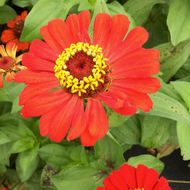 Gift Zinnia - organic seeds