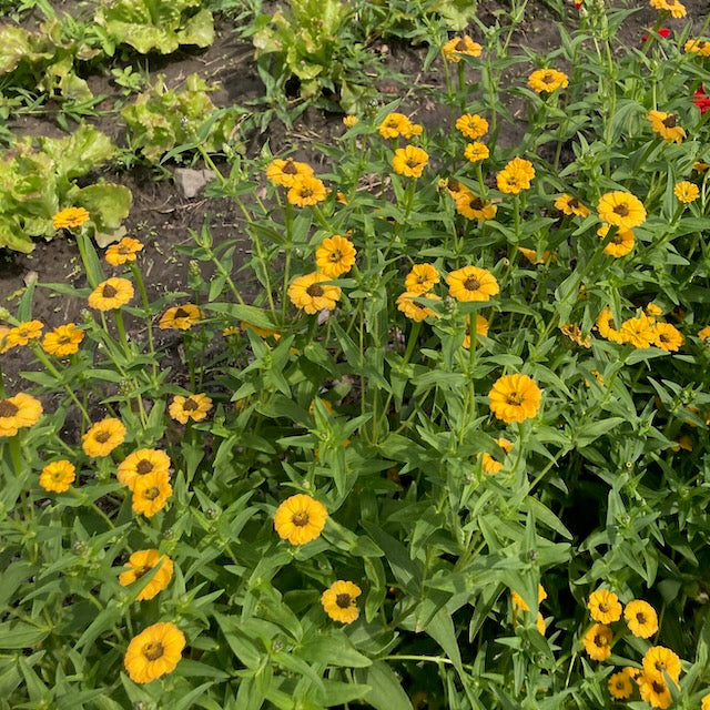 Une scène de jardin avec le Zinnia du Pérou Jaune de Tourne-Sol, entouré de feuilles luxuriantes, évoque une ambiance de jardin antique. Les légumes verts feuillus offrent un contraste saisissant avec les fleurs simples lumineuses.