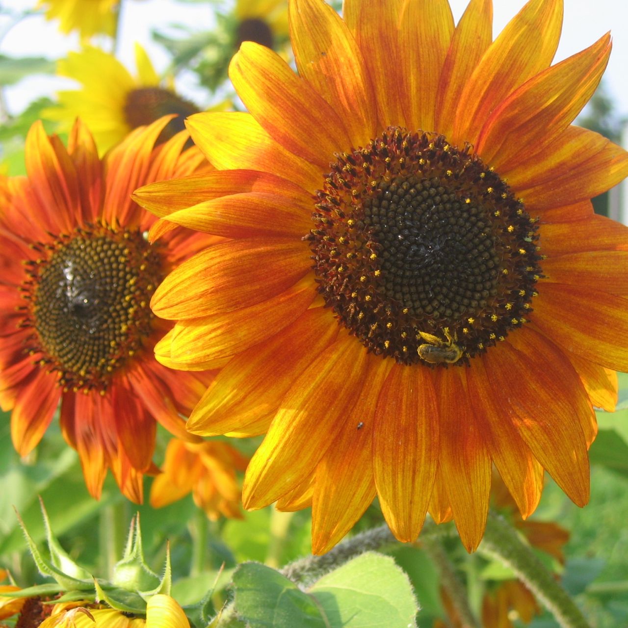 Une abeille butine des tournesols aux couleurs vives et aux gros cœurs sombres au milieu d'un mélange de fleurs jaunes et oranges. À l'arrière-plan, on voit d'autres tournesols et du feuillage vert sous un ciel clair. Ces tournesols proviennent du Mélange Tournesol - semences bio de Tourne-Sol.