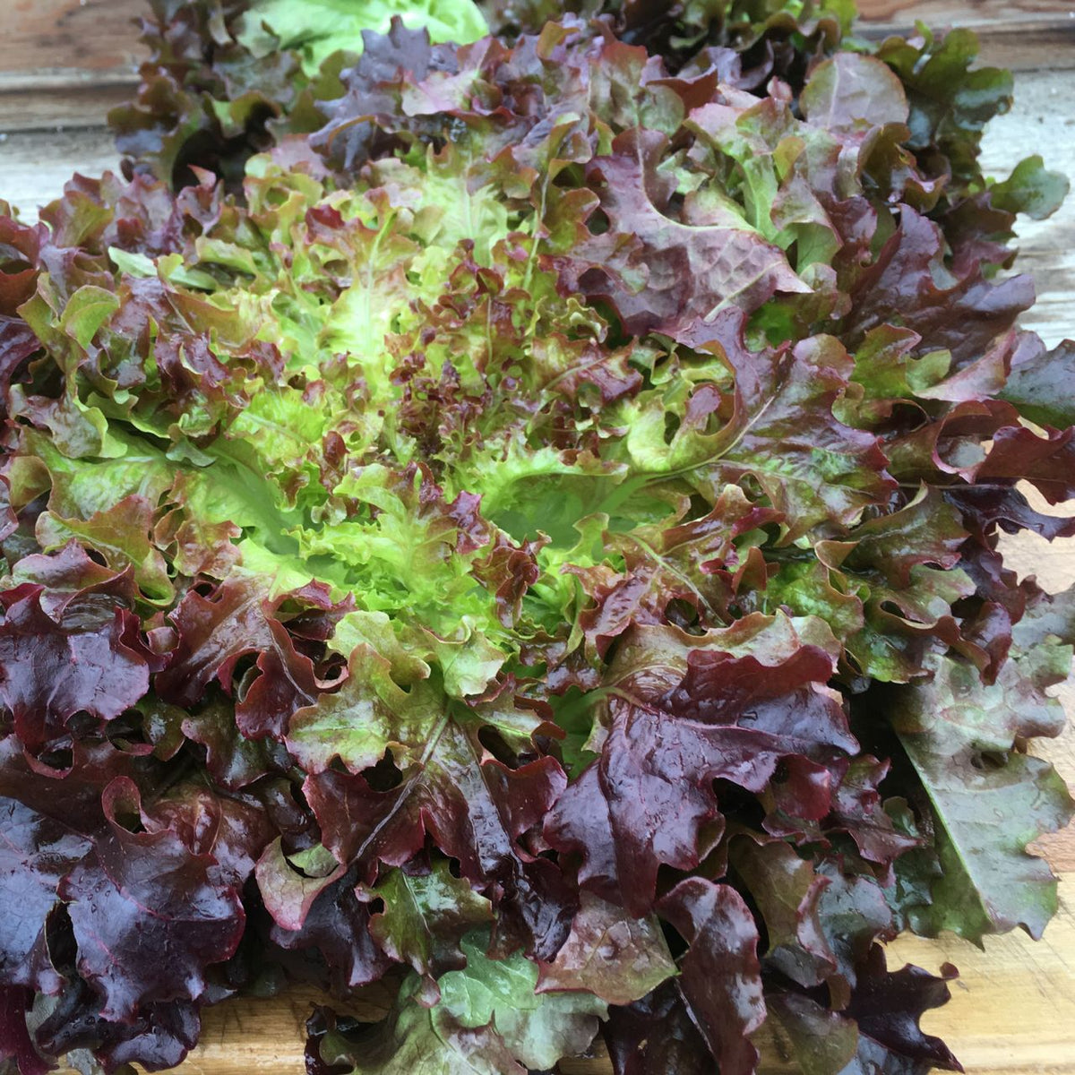 Un gros plan d&#39;une grande Feuille de Chêne Rouge Laitue fraîche de Tourne-Sol révèle des feuilles ondulées, vertes et rouge-violet aux couleurs et textures vibrantes, soulignant la beauté naturelle de ce délicieux produit.