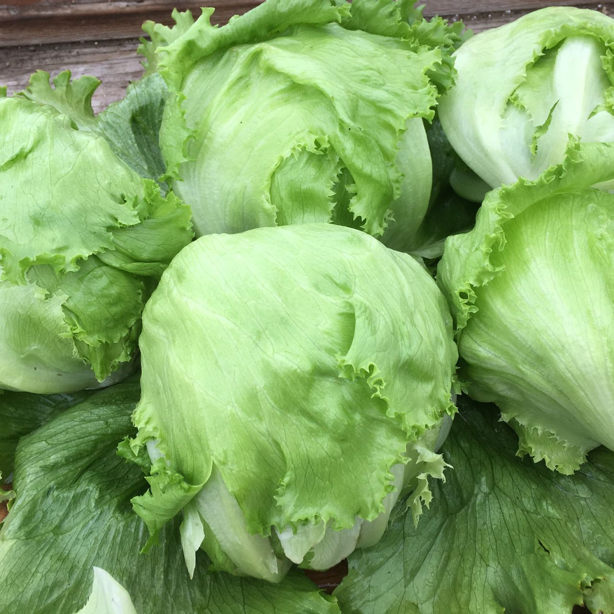 Plusieurs têtes fraîches de Laitue Iceberg Crispino - semences bio de Tourne-Sol, aux feuilles frisées croquantes, disposées sur une surface en bois.