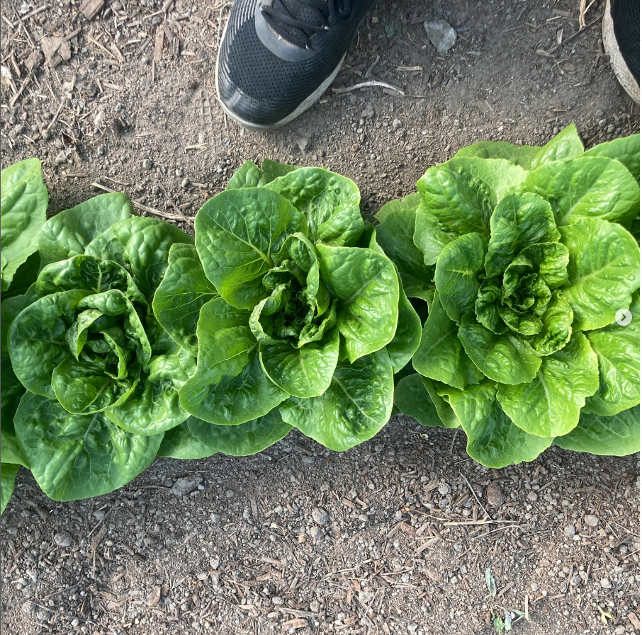 Trois têtes de laitue Laitue Jadeite de Tourne-Sol poussent abondamment dans un jardin en terre, ressemblant à de la mini romaine. La chaussure noire d&#39;une personne est visible au sommet, ce qui indique leur taille. Ces feuilles sucrées promettent une saveur sucrée pour des salades éclatantes.