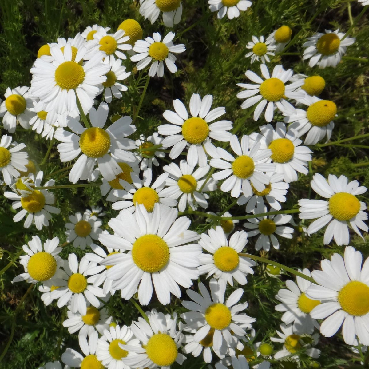 La Camomille - semences bio de Tourne-Sol fleurit avec des pétales blancs et des centres jaune vif dans une verdure luxuriante, évoquant une scène joyeuse comme une tisane réconfortante sous le soleil.