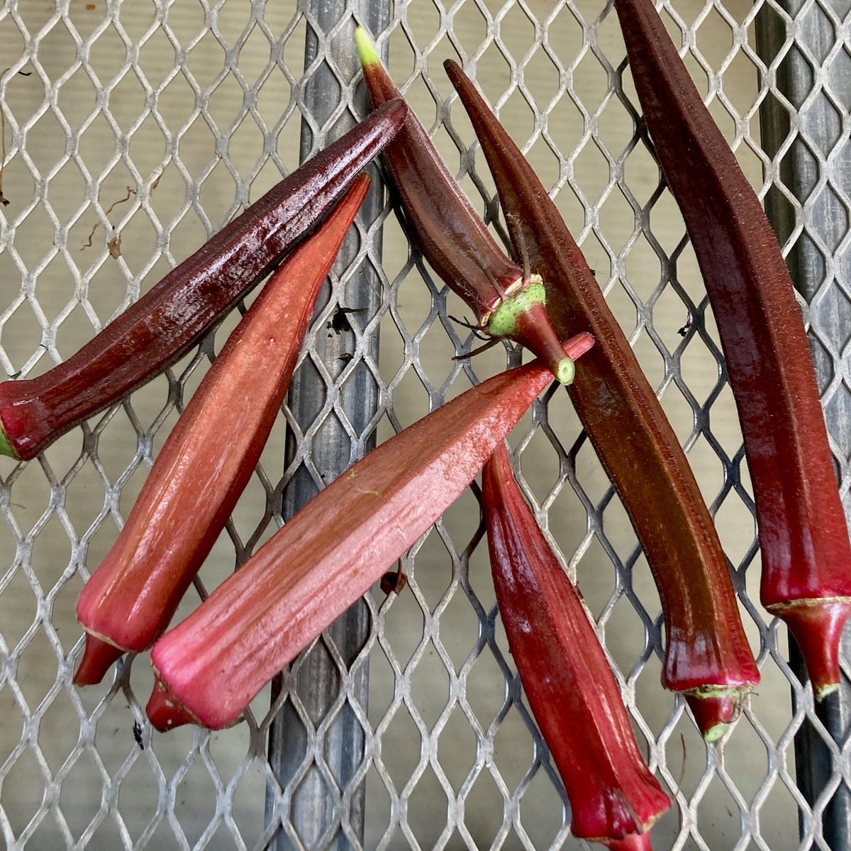 Les gousses d&#39;Okra Rouge Burgundy de Tourne-Sol sont dispersées sur une surface en treillis métallique. Les graines bio varient en taille et se chevauchent de manière désinvolte, mettant en valeur le motif du treillis sur un fond neutre.