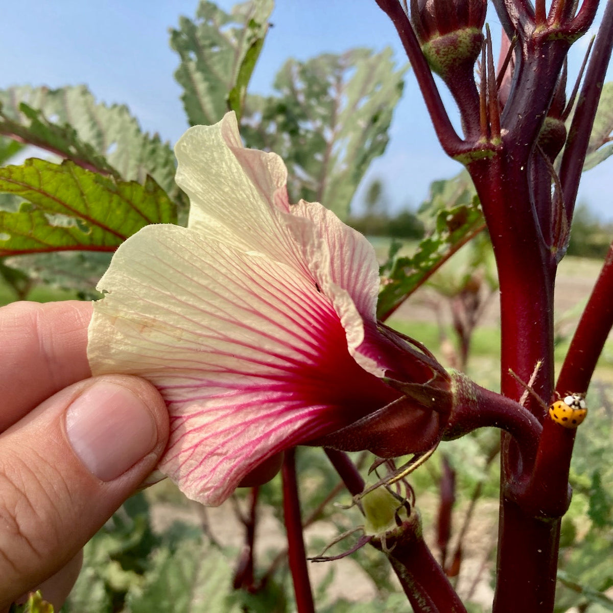 Une main tient délicatement une fleur crème et rose sur une plante Tourne-Sol Okra Rouge Burgundy - semences bio, où une coccinelle repose sur la tige rouge. Des feuilles vertes encadrent la scène sur un arrière-plan extérieur légèrement flou.