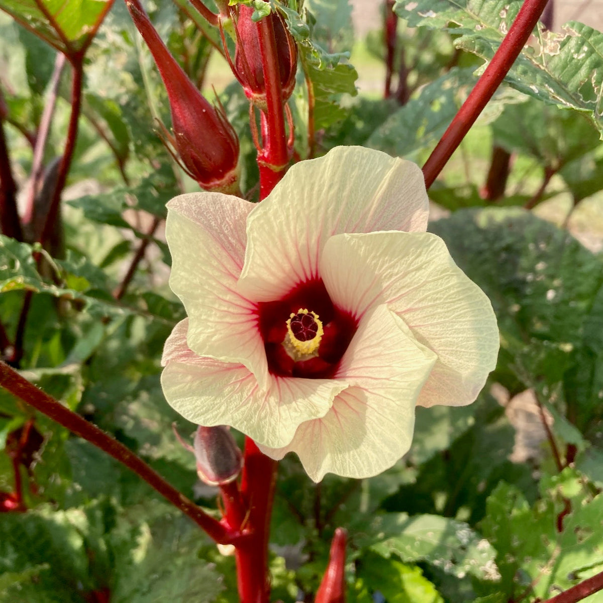 Gros plan sur une fleur jaune pâle au cœur rouge foncé, entourée de tiges rougeâtres et de feuilles vertes. Plusieurs fleurs précoces en bouton ornent les tiges, soulignant la beauté de l&#39;Okra Rouge Burgundy de Tourne-Sol sur un fond naturel flou.