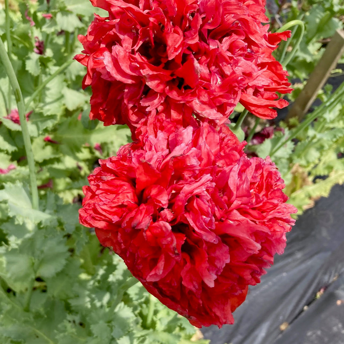 Gros plan sur les vibrantes Pavots Rouge - Troubadour semences bio de Tourne-Sol, qui montrent des fleurs ébouriffées au milieu d&#39;une végétation luxuriante. Les pétales denses évoquent l&#39;élégance, avec plus de verdure et une surface sombre partiellement visible en arrière-plan.