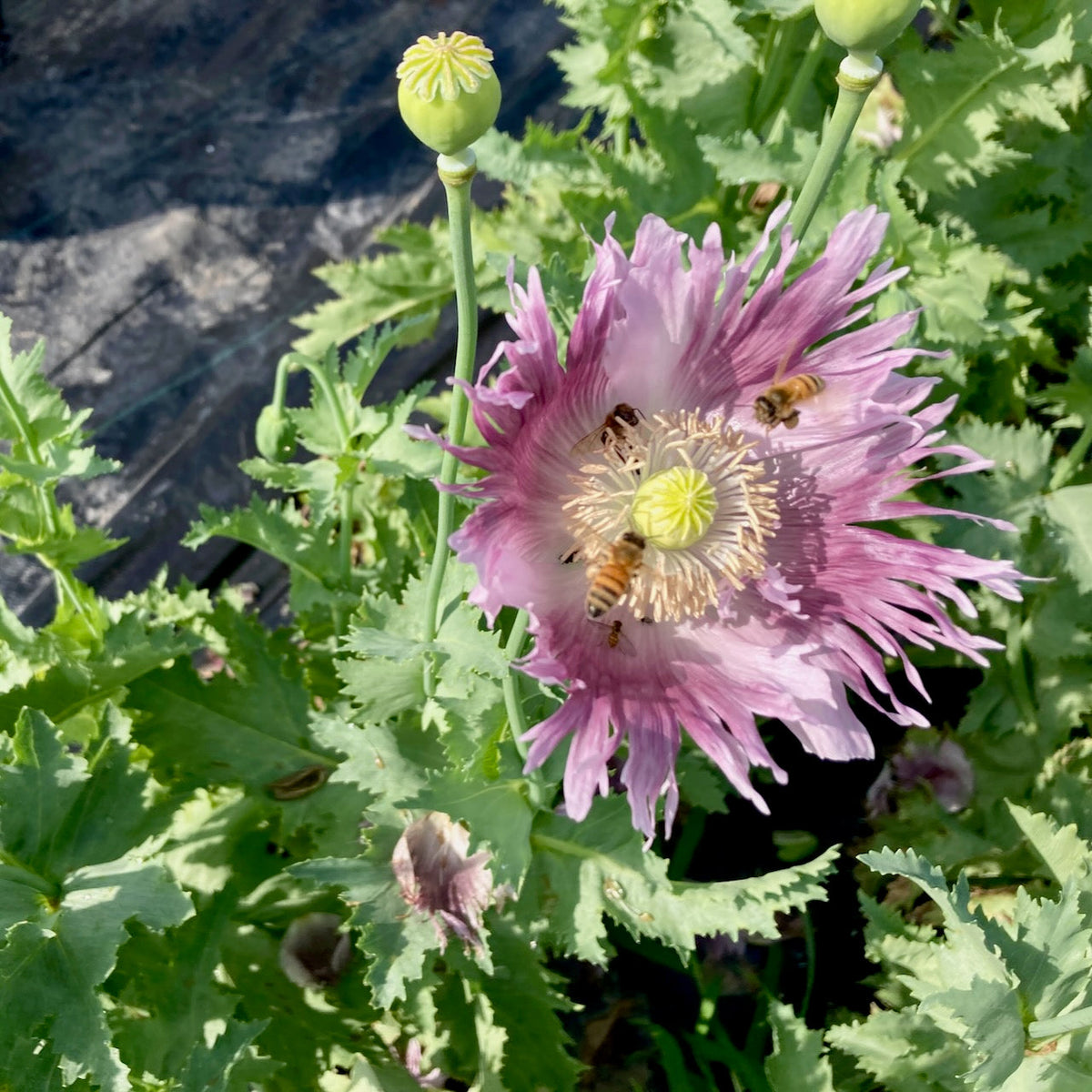 Les abeilles récoltent le pollen d&#39;un coquelicot Clair de Lune aux pétales violets déchiquetés et aux feuilles vertes luxuriantes. Des gousses Pavots Clair de Lune non ouvertes parsèment le fond sombre. Produit : Pavots Clair de Lune - semences bio par Tourne-Sol.