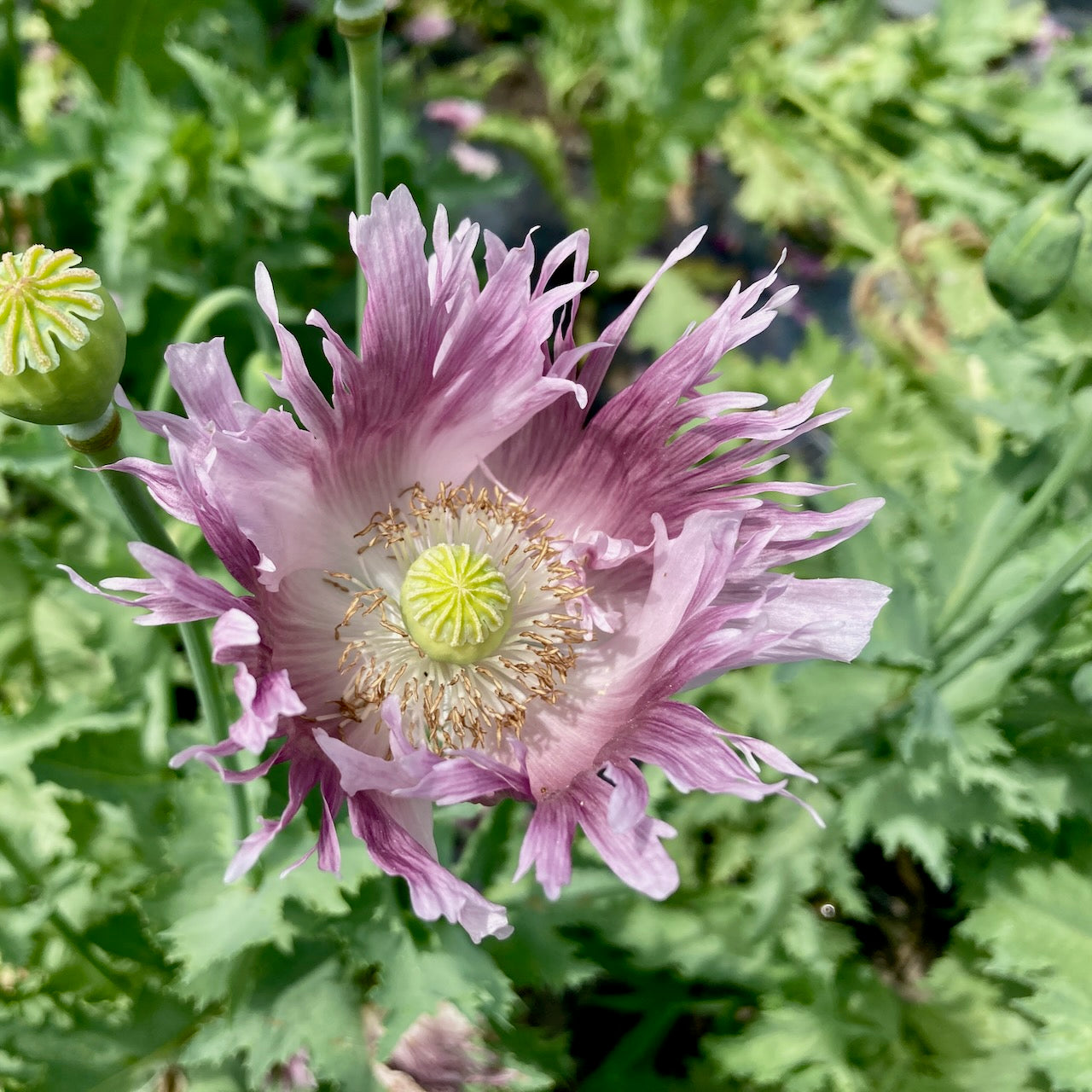 Une fleur violette de Pavots Clair de Lune de Tourne-Sol, aux délicats pétales frangés et à la gousse centrale verte, s'épanouit au milieu de feuilles vertes luxuriantes. Le feuillage flou en arrière-plan suggère un jardin ensoleillé.