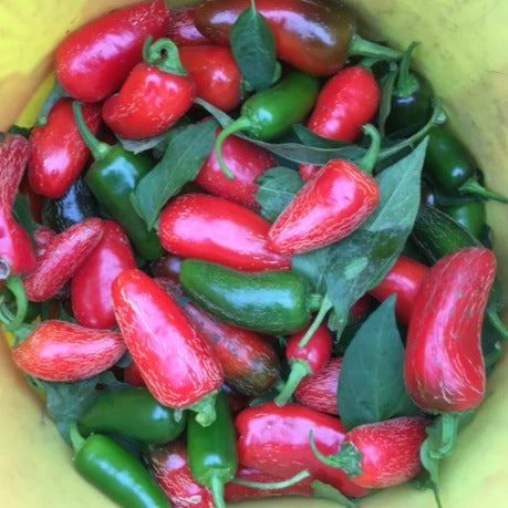 Piment Fort Early Jalapeño - semences bio