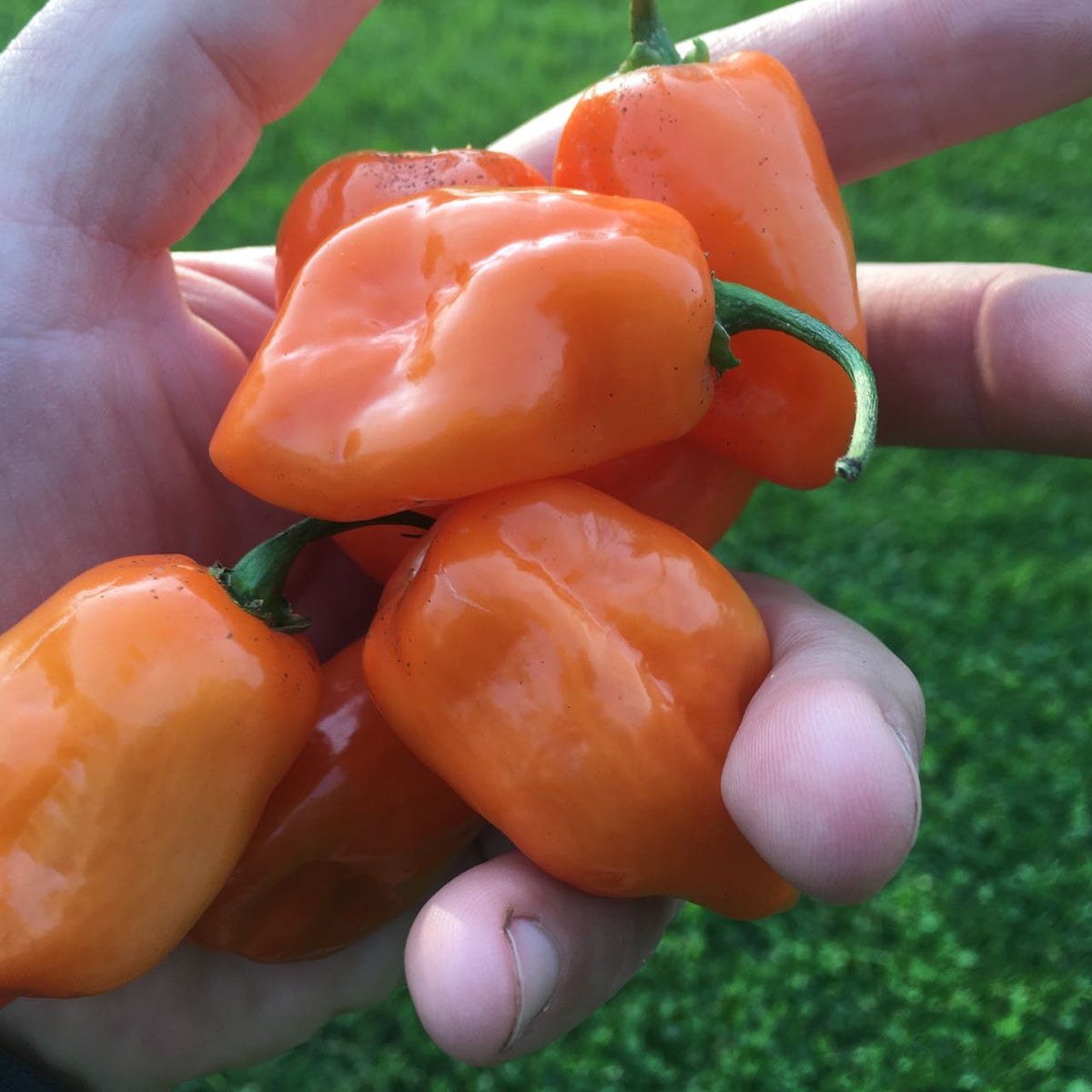 Une main tient plusieurs Piment Fort Habanero Orange - semences bio de Tourne-Sol, avec des tiges vertes sur un fond d&#39;herbe verte texturée et luxuriante.