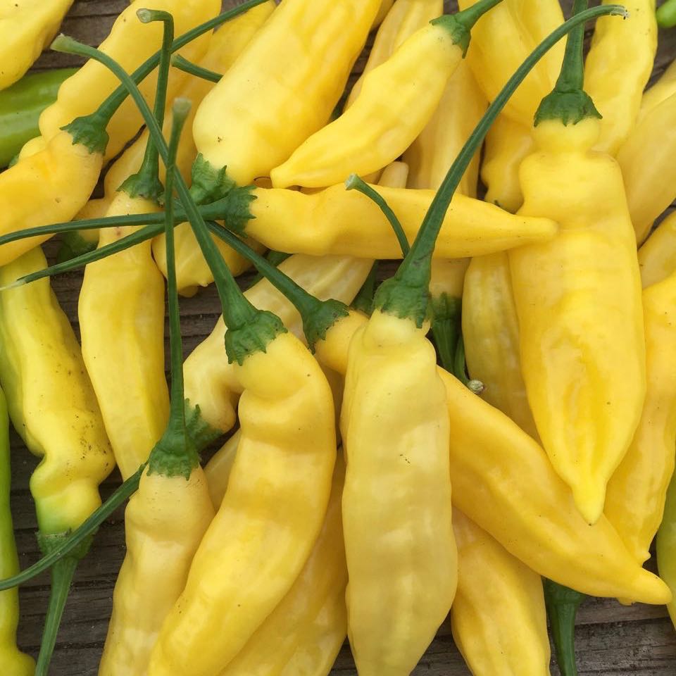 Piment Fort Lemon Drop - semences bio