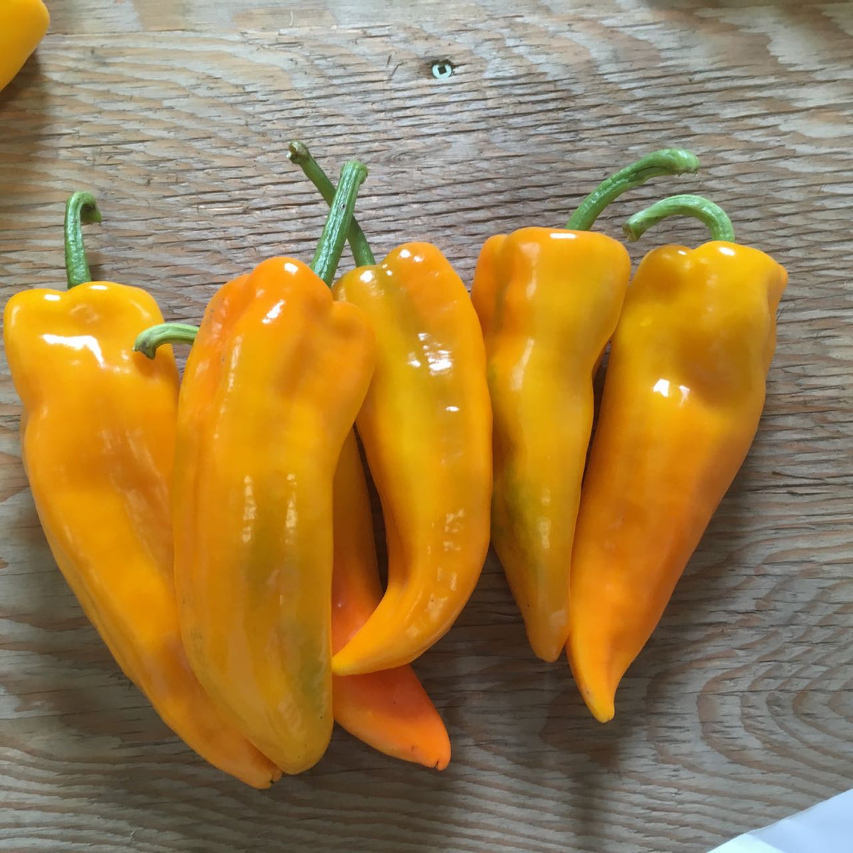 Une grappe de Poivron Doux Gatherer&#39;s Gold - semences bio de Tourne-Sol, vibrante d&#39;orange et de jaune avec des tiges vertes, repose sur une surface en bois, présentant une apparence brillante et fraîche.