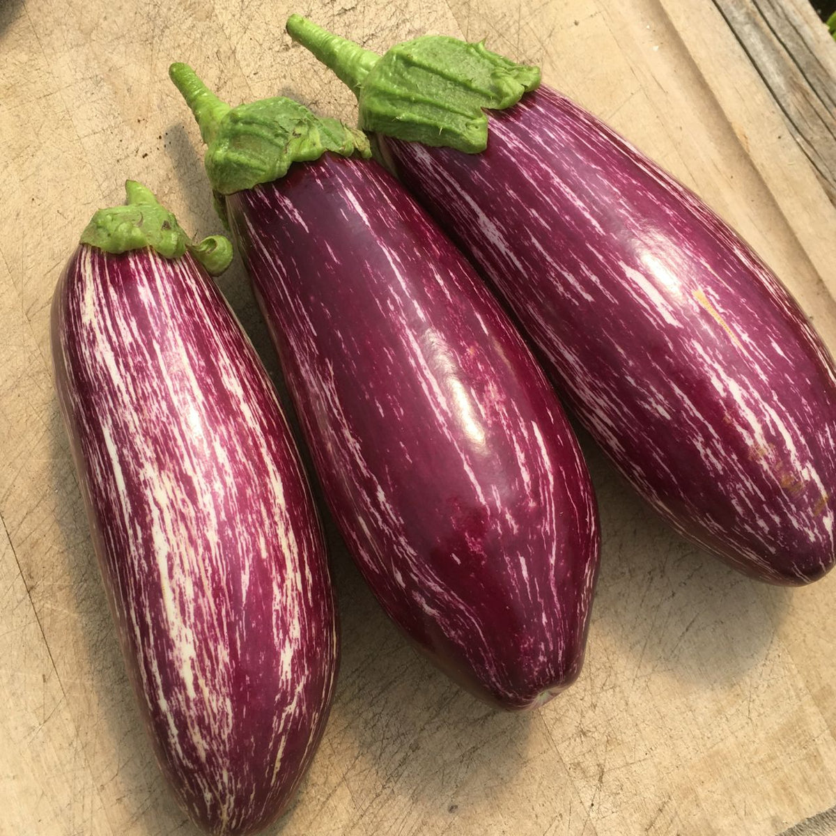 Aubergine Listada di Gandia - semences bio