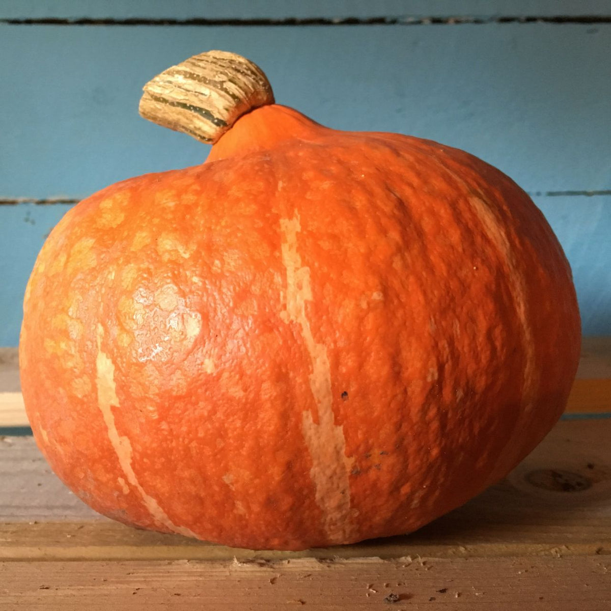 Une courge ronde Red Kuri de Tourne-Sol, avec une tige noueuse de couleur beige, est posée sur du bois sur un fond bleu. Sa peau bosselée présente des stries verticales orange plus claires.