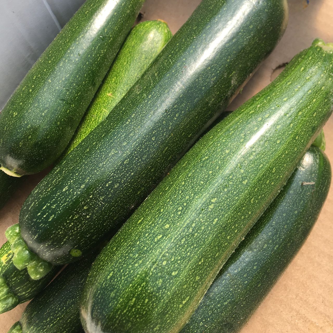 Gros plan de Courgette Vert foncé - semences bio de Tourne-Sol sur une surface brune. Les courgettes ont une texture brillante, mettant en valeur leur fraîcheur et leur couleur vibrante.