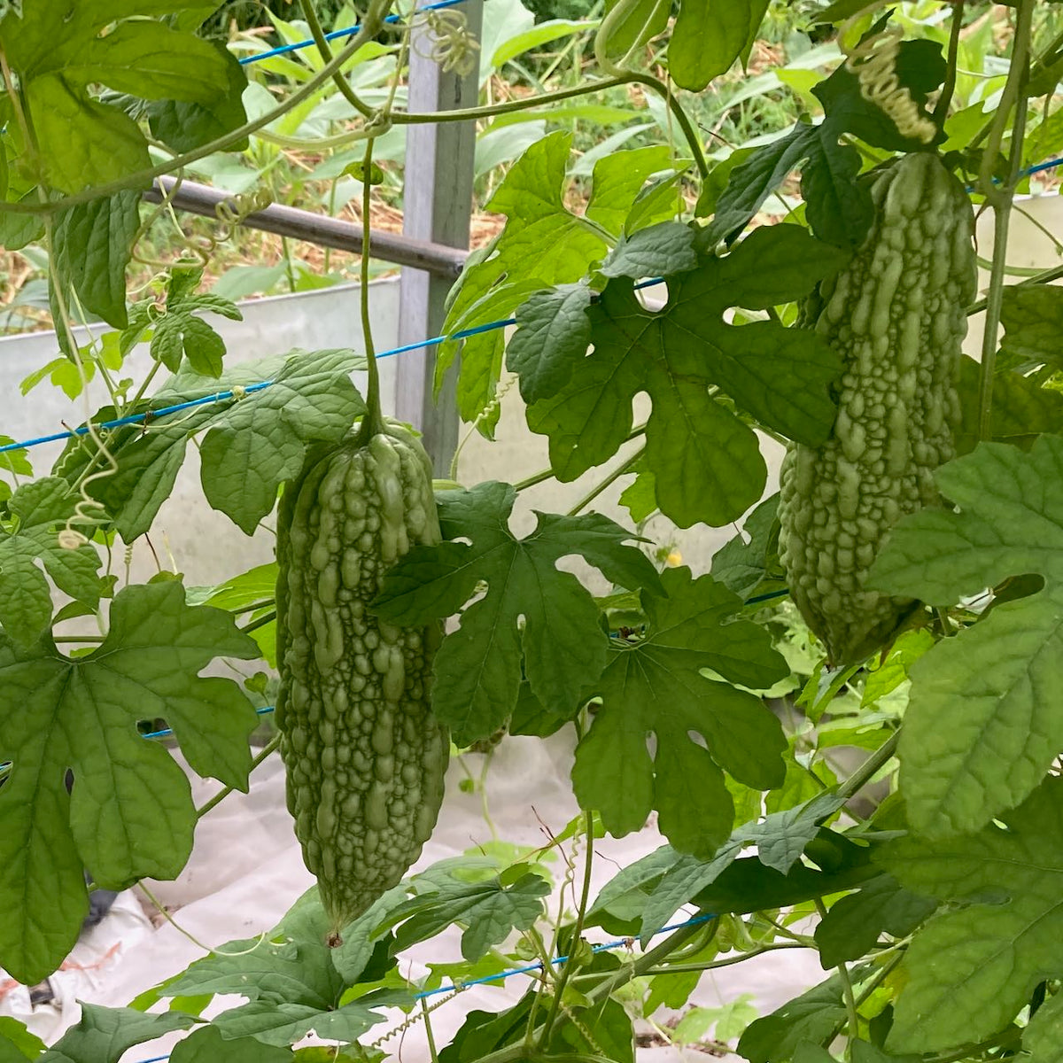 Deux Margose (Melon Amer) de Tourne-Sol aux feuilles vertes luxuriantes sont suspendues dans un décor de jardin, soutenues par un treillis. Ces plantes grimpantes apportent une touche exotique rappelant les saveurs de la cuisine caribéenne.