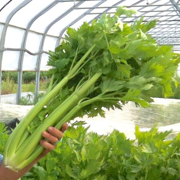 Dans une serre luxuriante du Jardin, une personne tient un grand bouquet de tiges de Céler Ventura Utah - semences bio de Tourne-Sol, leurs feuilles vertes vibrantes entourées d&#39;autres plantes feuillues.